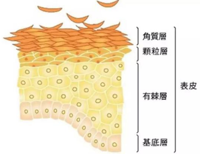 皮膚結(jié)構(gòu)圖2.png