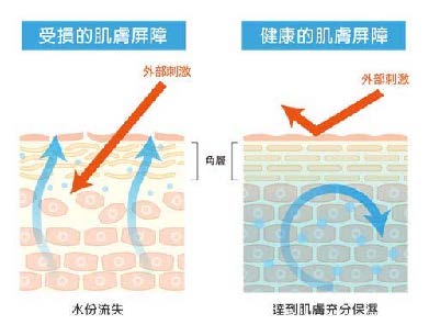 皮膚屏障.jpg